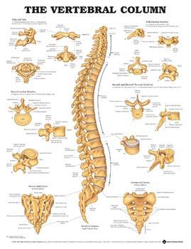 The Vertebral Column – Blue Dog Posters