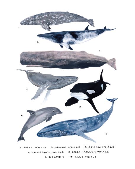 Simone Hale - Whales Numbered Study – Blue Dog Posters