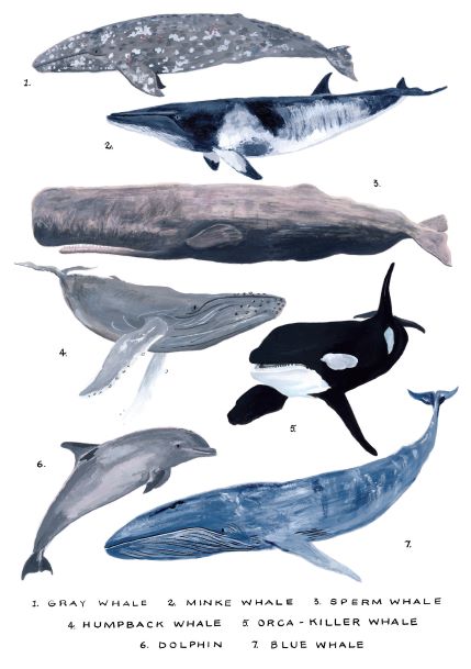 Whales Study Numbered by Simone Hale – Blue Dog Posters